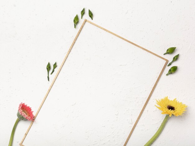 Dandelion flowers with flower buds and oblique frame