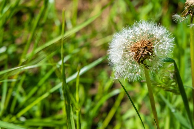 Dandelion in a garden with a blurred surface