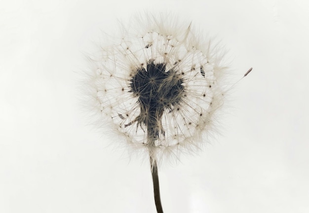 Dandelion isolated on a white background with free space for text