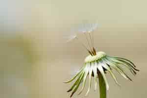 Бесплатное фото Семена одуванчика в саде, конец вверх.
