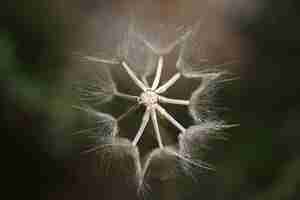 Free photo dandelion top view