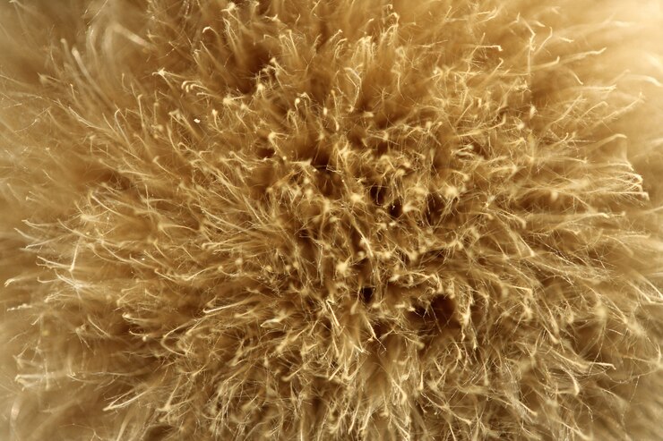 मुफ़्त फोटो dandelion top view