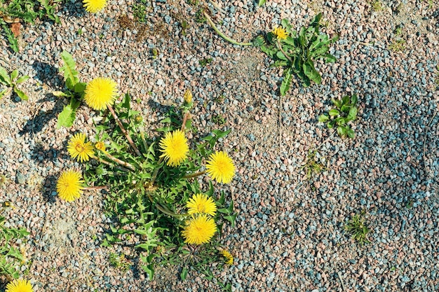 Dandelions growing on a gravel path in the park top view with copy space Ecology care for nature fresh wallpaper idea