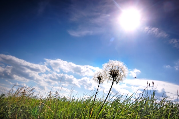 Dandelions in the meadow on a sunny day