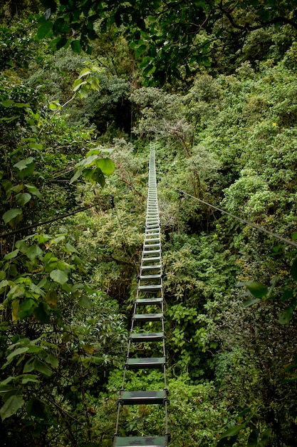 Foto gratuita ponticello pericoloso in una foresta selvaggia sopra la pianta