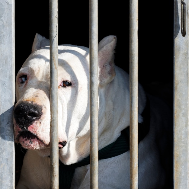 檻の中の大きな頭を持つ危険な犬