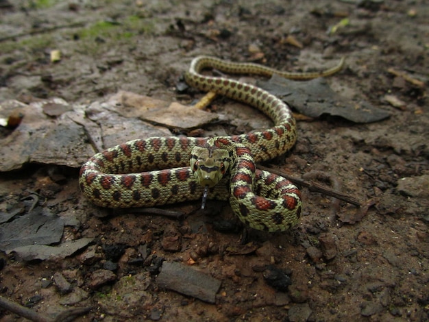 몰타에서 낮 동안 위험한 유럽 Ratsnake