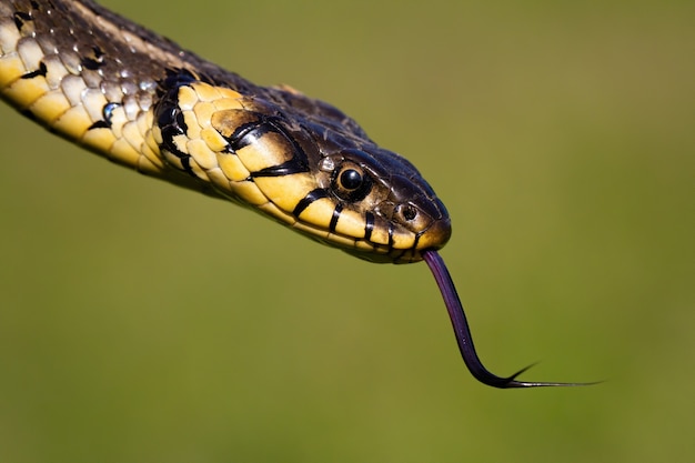緑​の​背景​を​ぼかした​写真​に​舌​を​フリック​して​危険な​探している​草​の​ヘビ