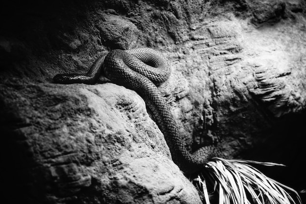 Free photo a dangerous snake in his cave