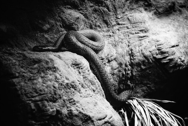 彼の洞窟で危険なヘビ