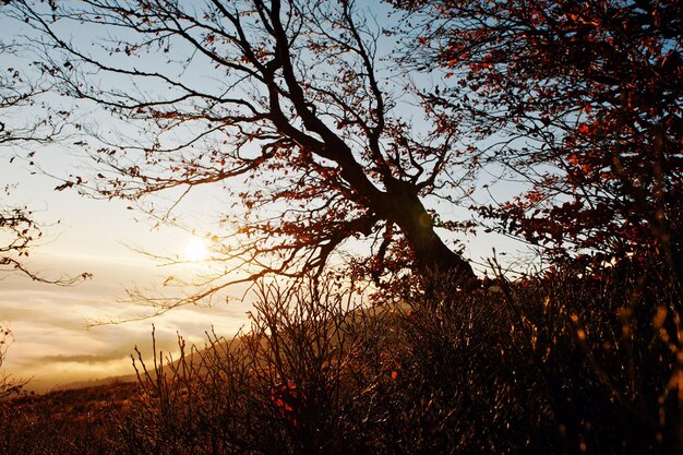 カルパティア山脈の日の出の暗い裸の秋の木美自然界のアート写真