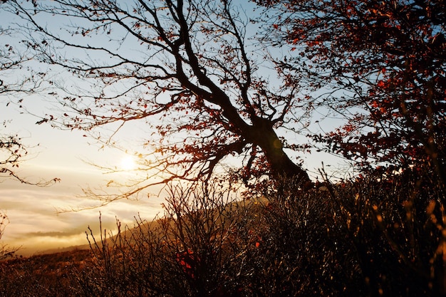 Dark bare autumn trees on sunrise at Carpathian mountains Art photo of beauty nature world