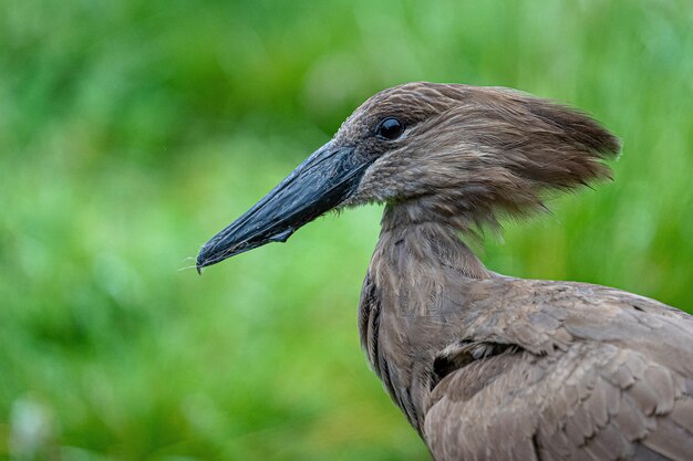 自然の中の暗い茶色の鳥