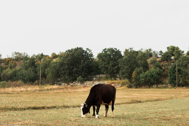 Dark brown cow grazing on a field in the countryside