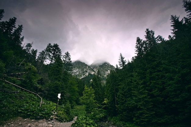 Dark forest in mountains.