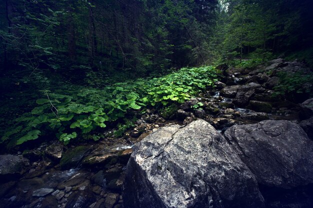 Dark forest in mountains.