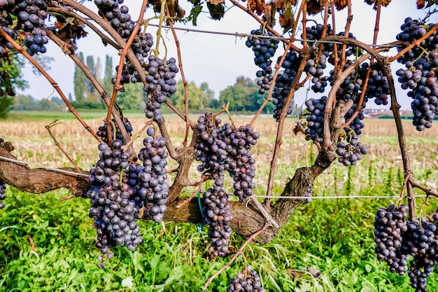 Темный виноград растет на лозах на большом пейзаже