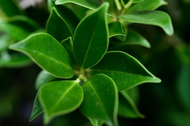 Foto gratuita foglie verde scuro