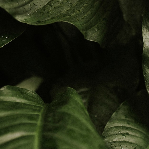Instagramの投稿のための暗い葉の背景のジャングルの美学