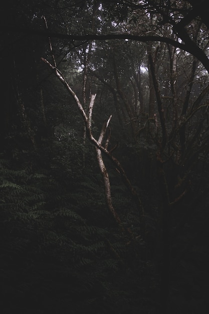 Foto gratuita foresta oscura e misteriosa piena di diversi tipi di piante