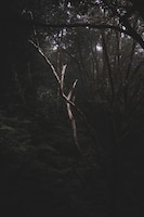 Dark mysterious forest full of different kinds of plants