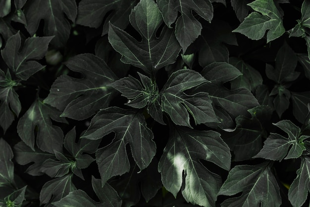 暗い自然の葉