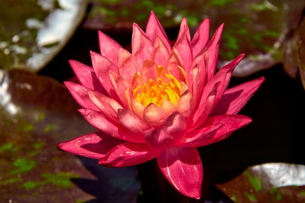 Dark pink lotus on a pond against a background of leaves