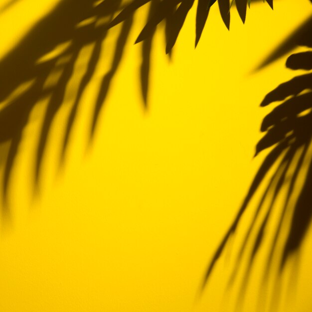 Dark shadow of leaves on yellow background