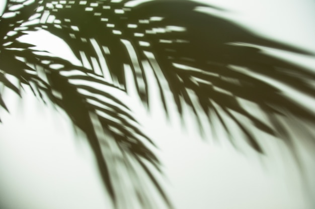 Dark shadow of palm leaves on background