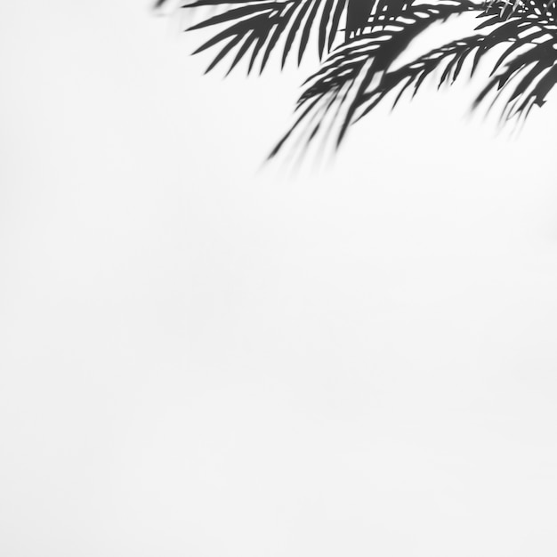 Dark shadow of palm leaves on white backdrop