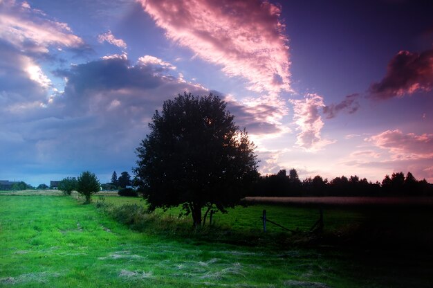 Dark tree in the meadow