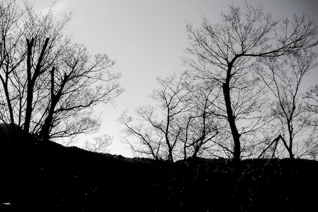 Free photo dark zone in the forest