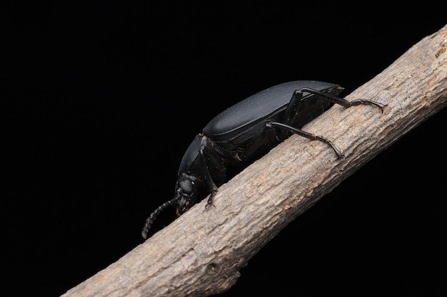 Darkling Beetle или супер-червь zophobas morio на стебле с черной спиной