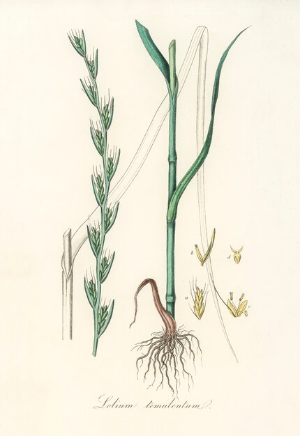 医療植物学（1836年）のDarnel（Lolium temulentum）イラスト