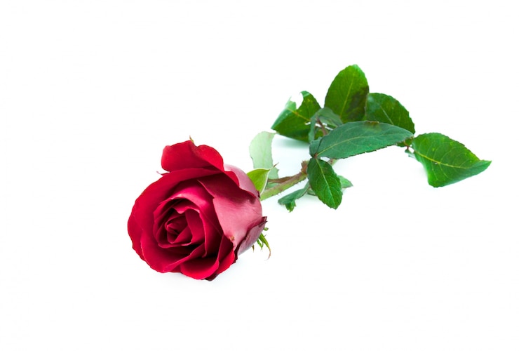 Free Photo day flower fragrant layers leaves