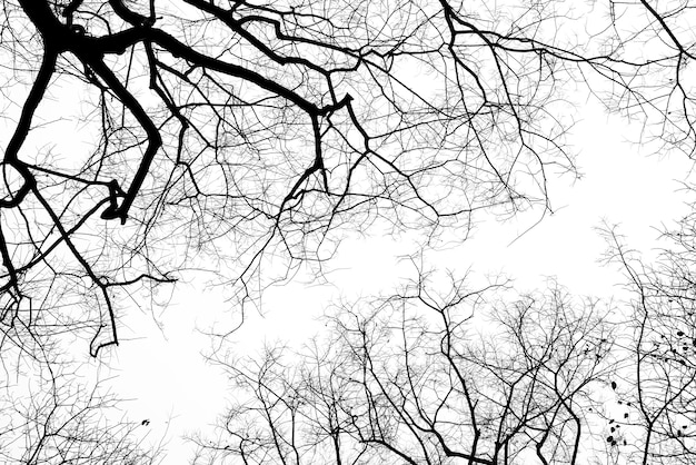 dead branches