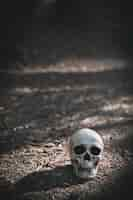 Free photo dead cranium placed on grey soil in daytime