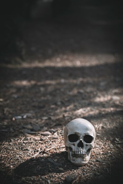 Dead cranium placed on grey soil in daytime