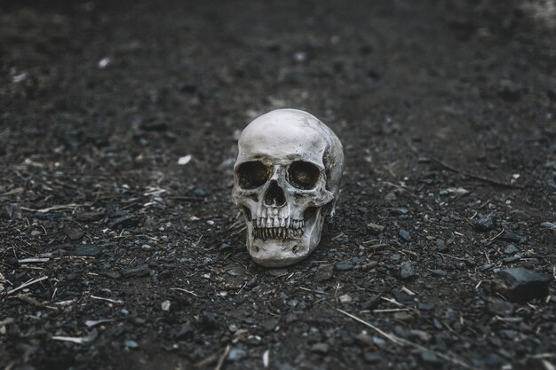 Dead cranium placed on grey soil