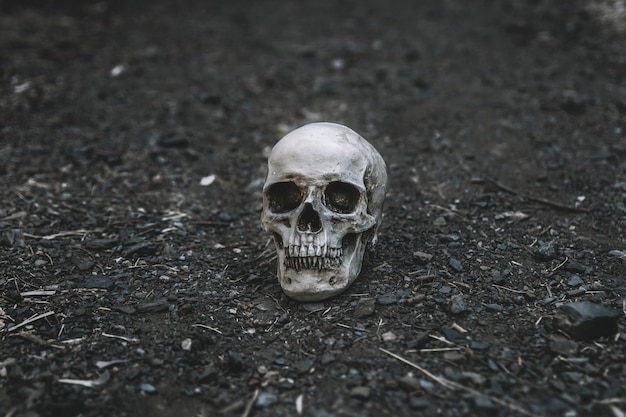 Dead cranium placed on grey soil