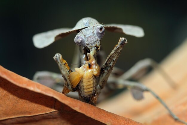 昆虫を食べる枝の死んだ葉のカマキリ葉の死んだ葉のカマキリ死んだ葉のカマキリのクローズアップ