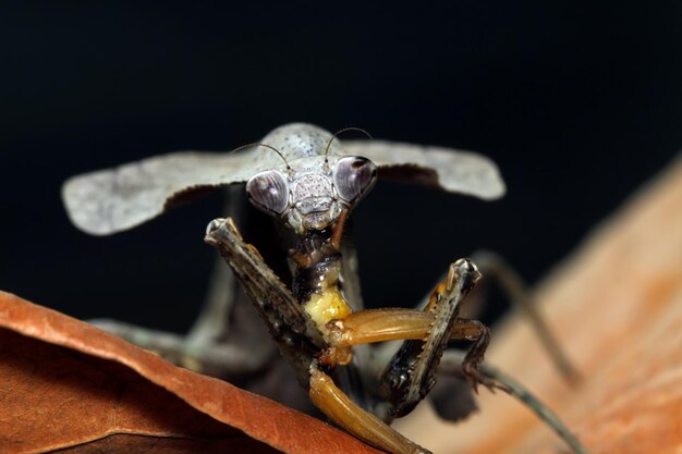 乾燥した葉を食べるカマキリ