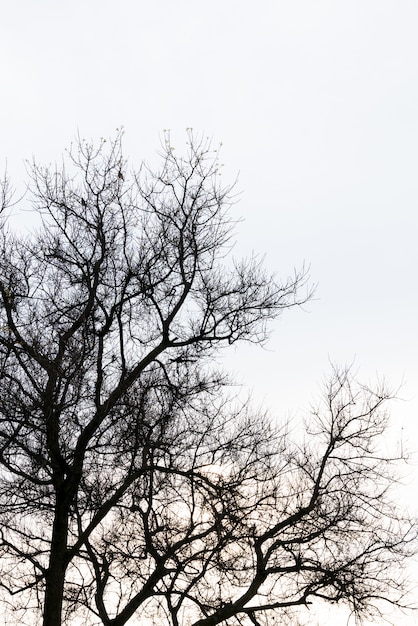 Мертвая ветка дерева против голубого неба (обработанное изображение обработано винтажным эффектом.).