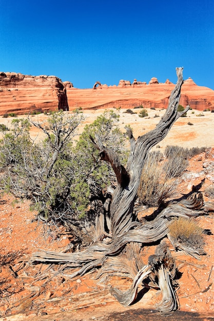 Dead tree and delicate arch, arizona.