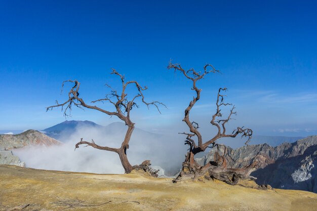 Dead tree on mountain at sunny day