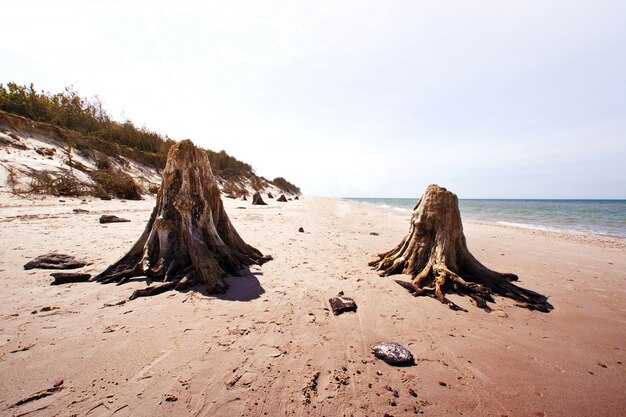 Dead tree trunks in Slowinski National Park.