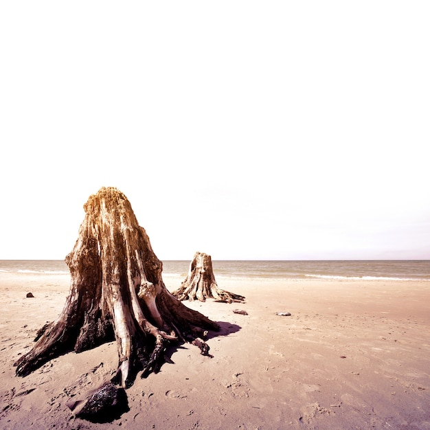 Dead tree trunks in Slowinski National Park.