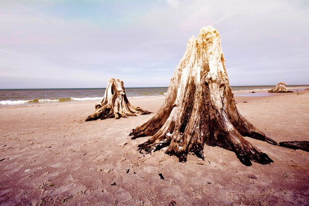 Dead tree trunks in Slowinski National Park.