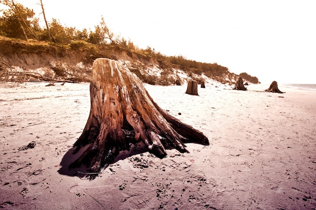 Free photo dead tree trunks in slowinski national park.