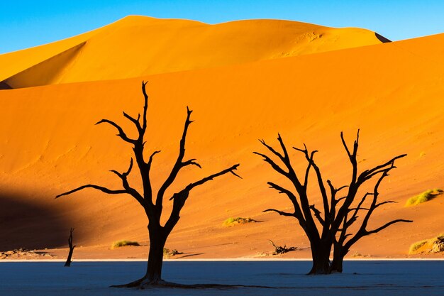 Deadvlei in Namib-Naukluft national park Sossusvlei in Namibia - Dead Camelthorn Trees against orange sand dunes with blue sky.